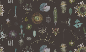 Cabinet of Natural Curiosities (brown)